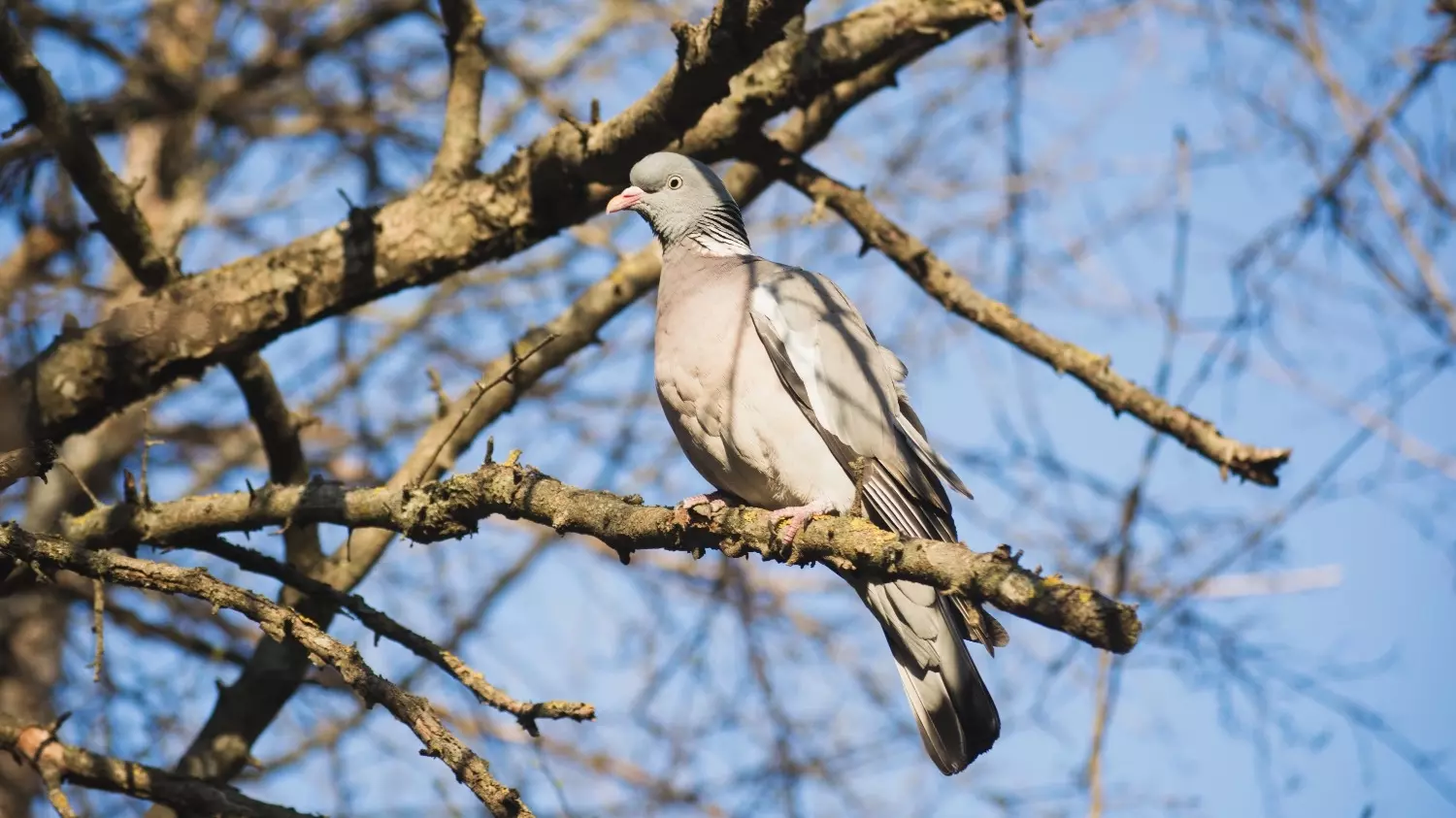 Лесной голубь в Пятигорске