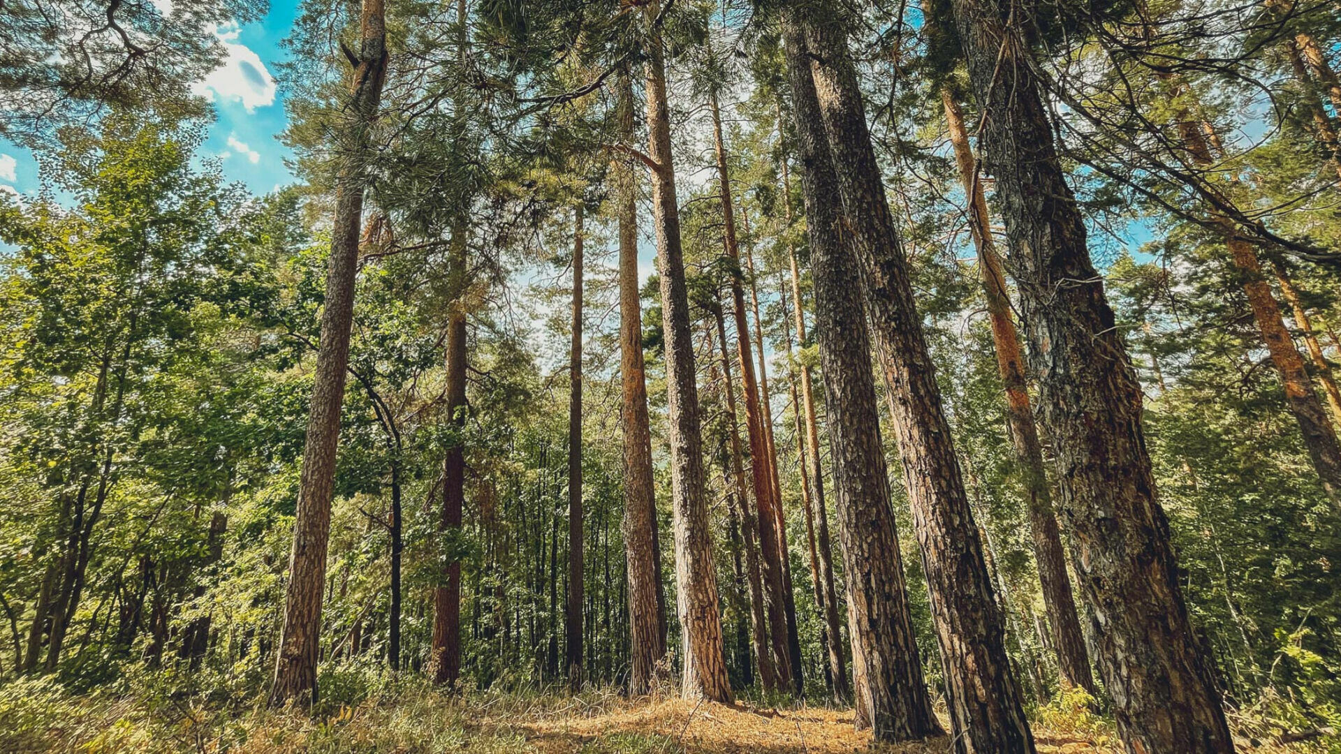 Специалисты Рослесозащиты обследовали лесные массивы в Волгоградской области.