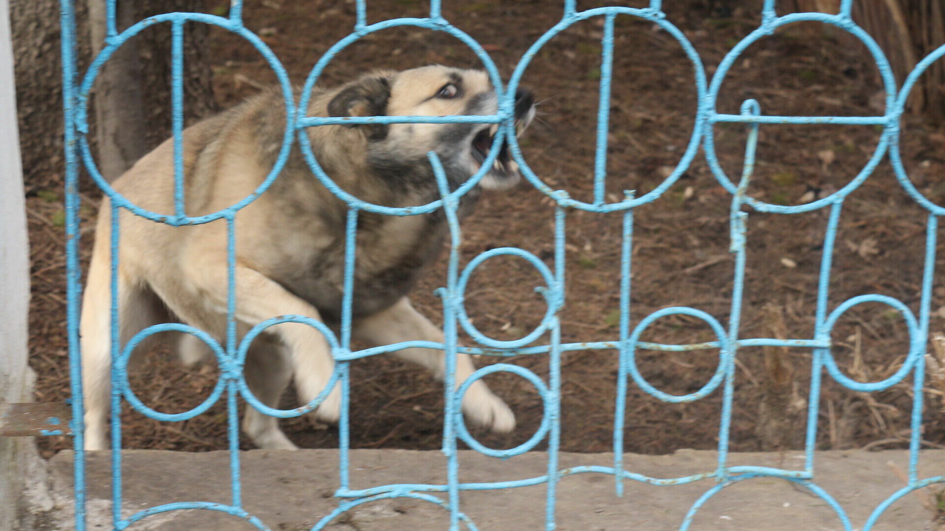 12 случаев бешенства насчитали ветеринары в Волгоградской области